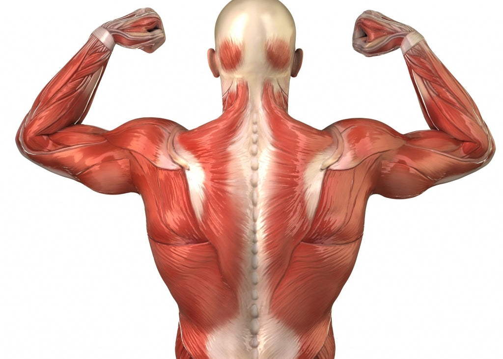 GUIDE: Back Injuries in BJJ