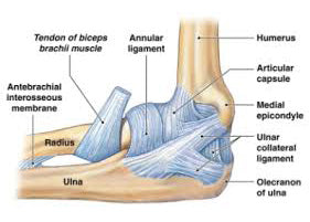 GUIDE: Elbow Injuries in BJJ