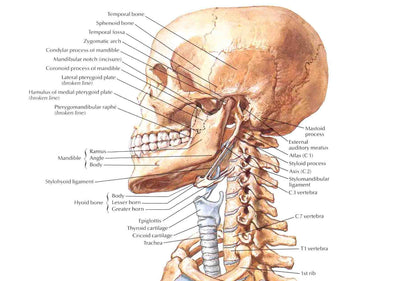 GUIDE: Head and Neck Injuries in BJJ